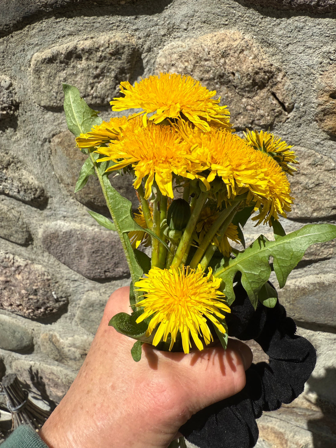 Dandelion Tea Energized with Pixie Love